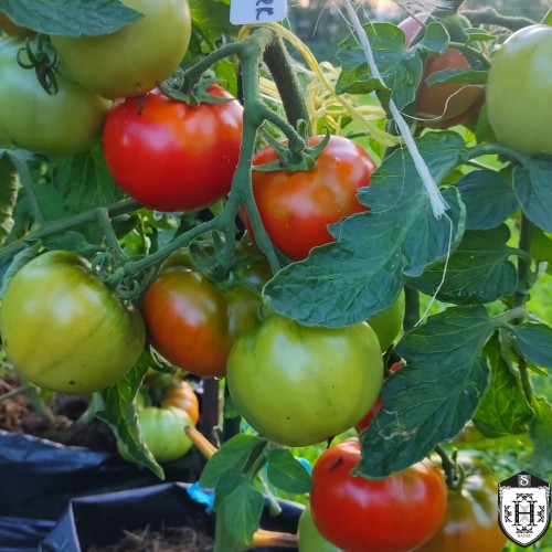 Solanum lycopersicum 'Tolstiy Jack' - Harilik tomat 'Tolstiy Jack' P9/0,55L    